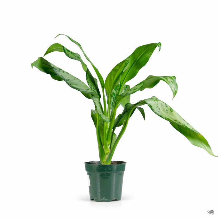 Aglaonema 'Romeo' 4 inch