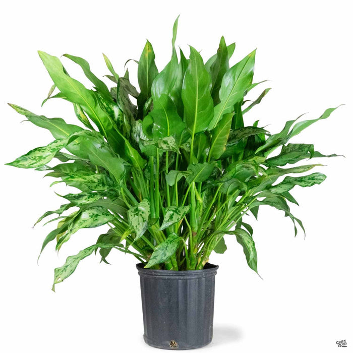 Aglaonema 'Romeo' 10 inch