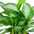 Aglaonema 'Silver Bay'