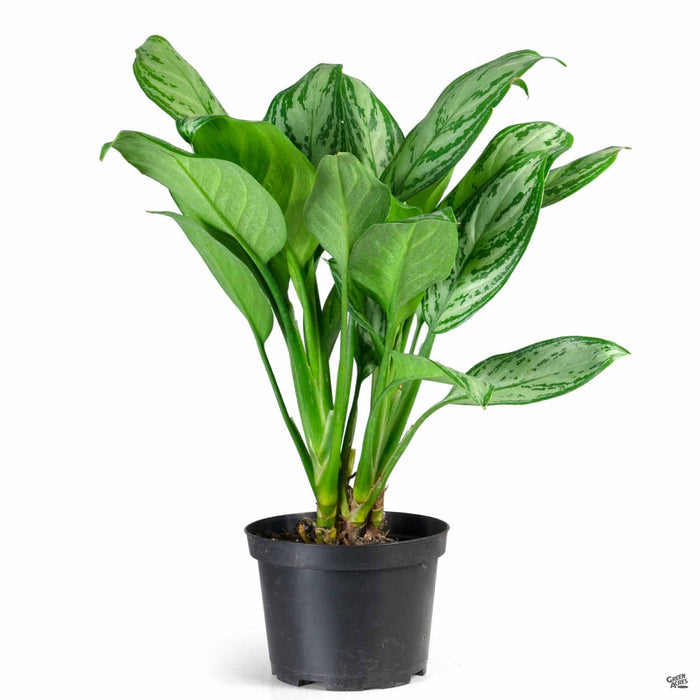 Aglaonema 'Silver Bay' 6 inch