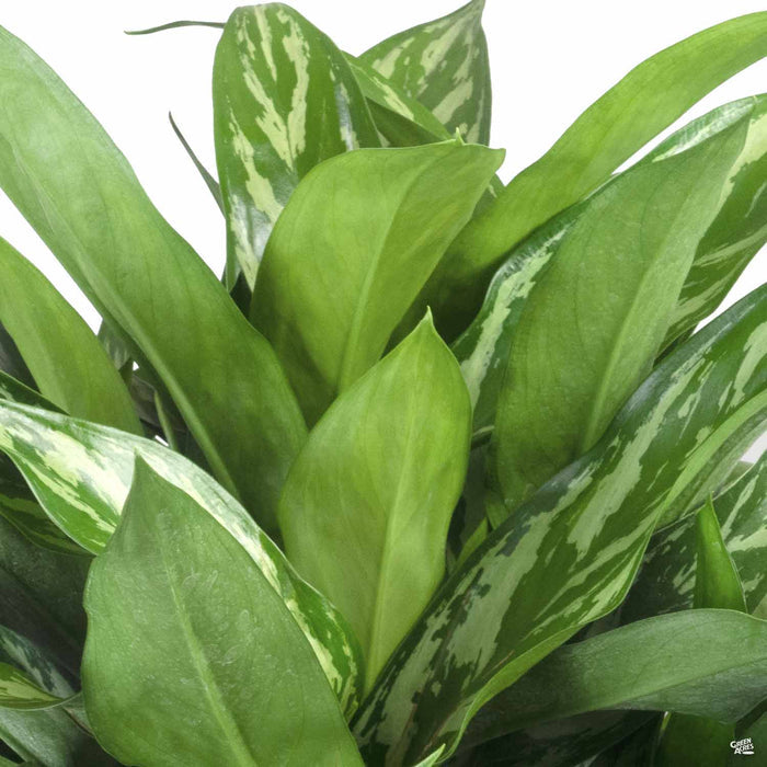 Chinese Evergreen 'Tigress'