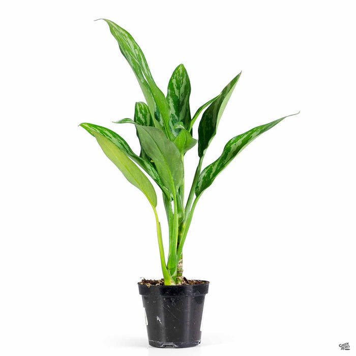 Chinese Evergreen 'Tigress' 4 inch