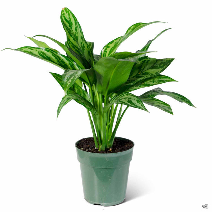 Chinese Evergreen 'Tigress' 6 inch