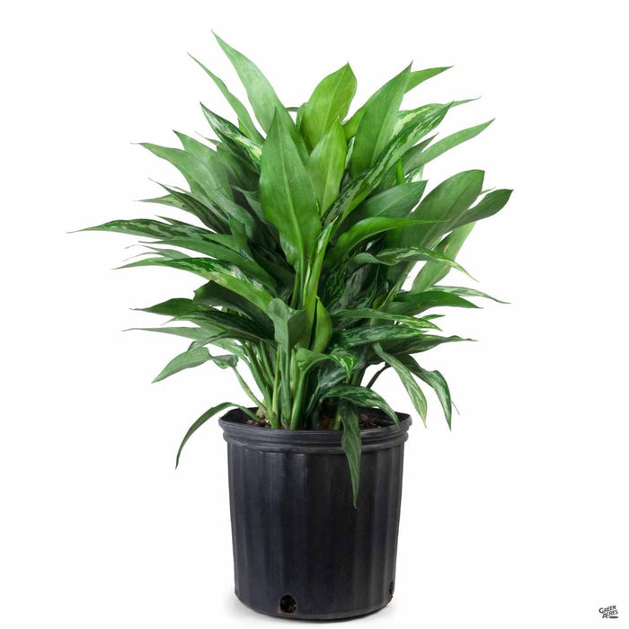 Chinese Evergreen 'Tigress' 10 inch