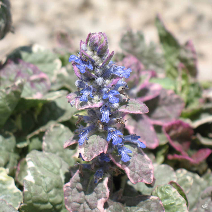 Ajuga_Burgundy Glow