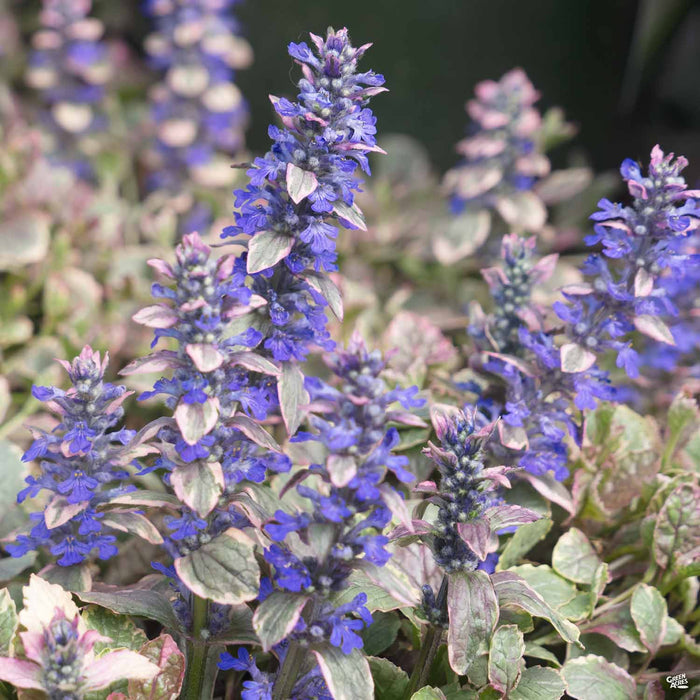 Ajuga 'Burgundy Glow'