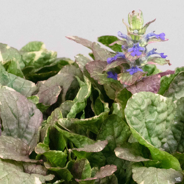 Ajuga 'Burgundy Glow'