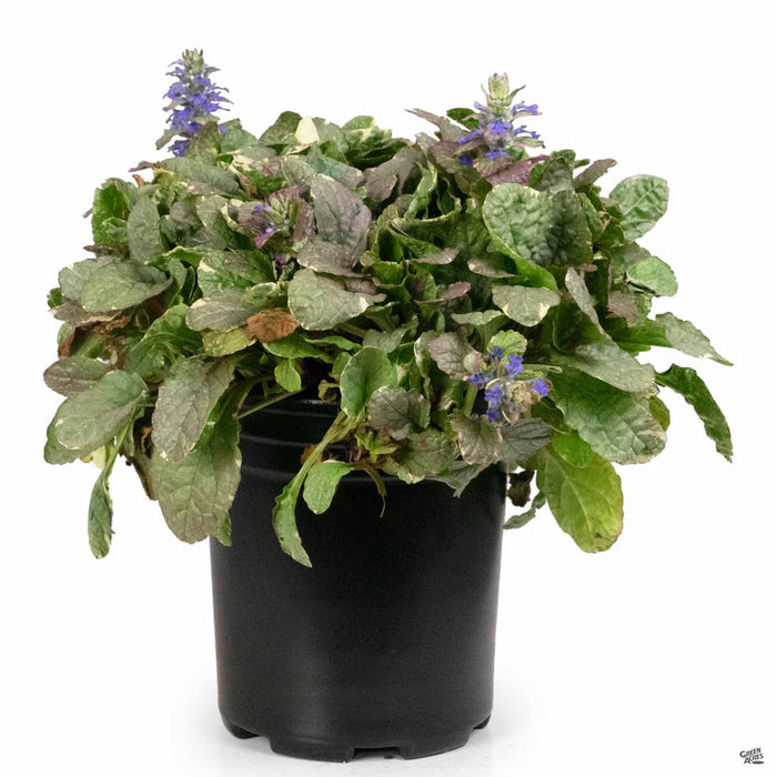 Ajuga 'Burgundy Glow' 1 gal