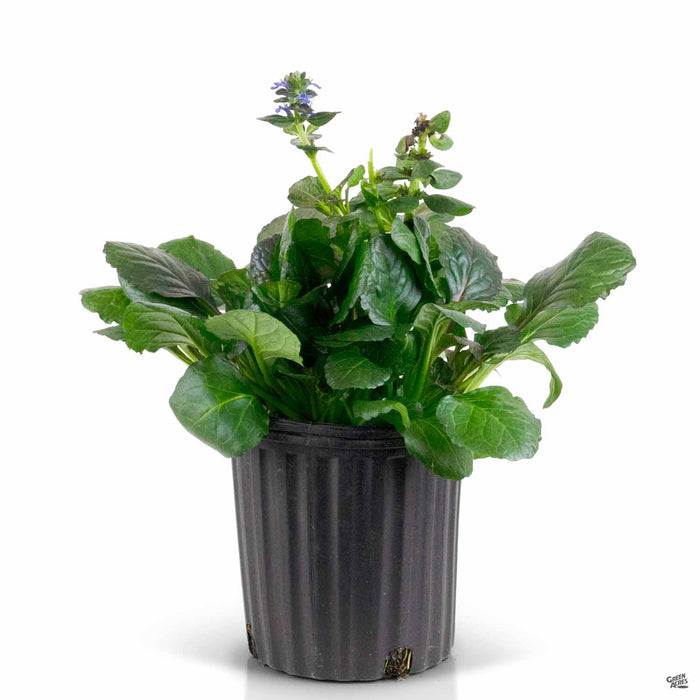 Ajuga Caitlins Giant 1 gallon