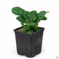 Ajuga Caitlins Giant Quart