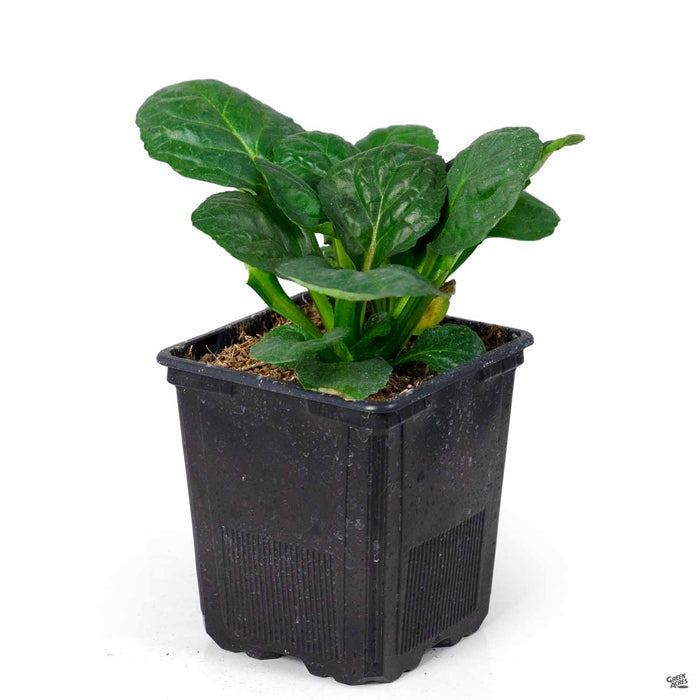 Ajuga Caitlins Giant Quart