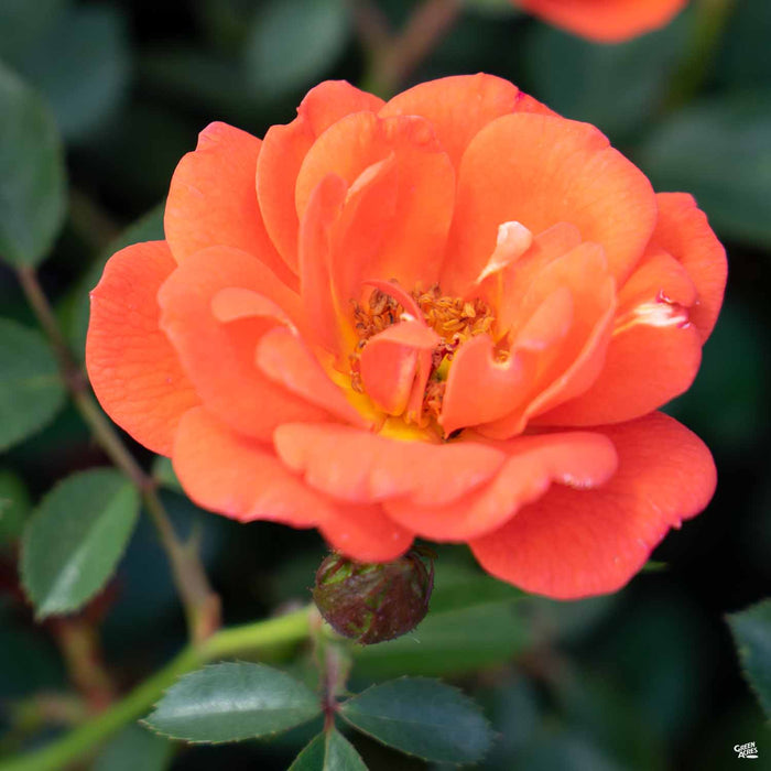 'All a'Twitter' Miniature Rose