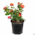'All a'Twitter' Miniature Rose 2 gallon