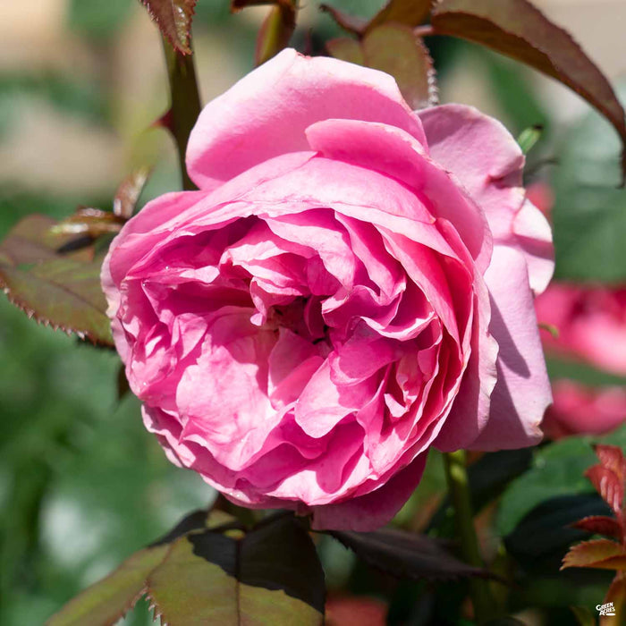 'All Dressed Up' Rose