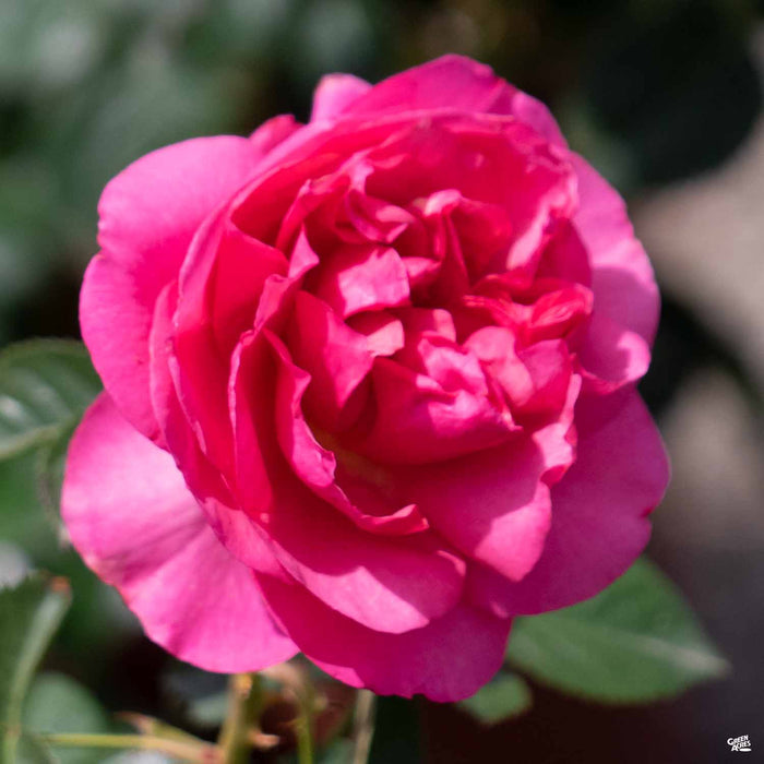 'All Dressed Up' Rose