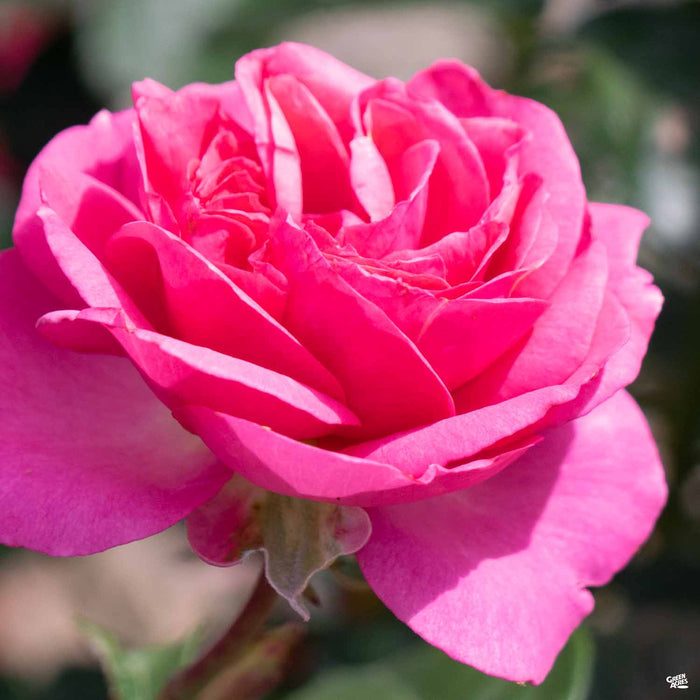 All Dressed Up Rose