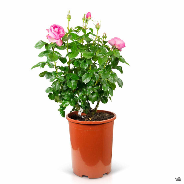 All Dressed Up Rose 5 gallon