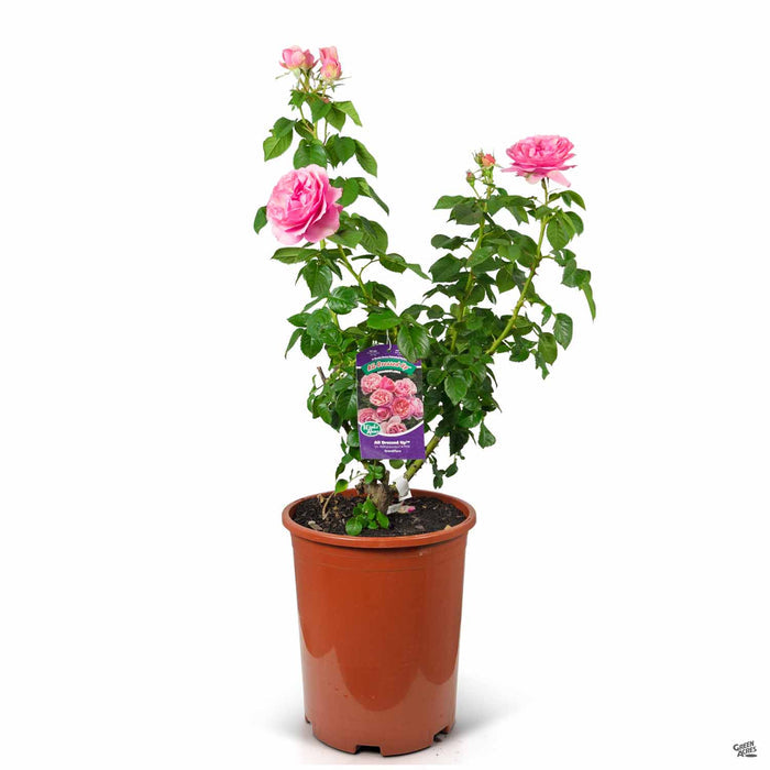 All Dressed Up Rose 5 gallon