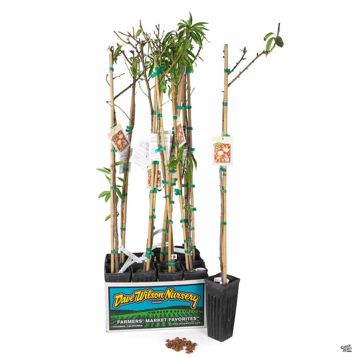 Almond All-in-One 4 inch sleeve
