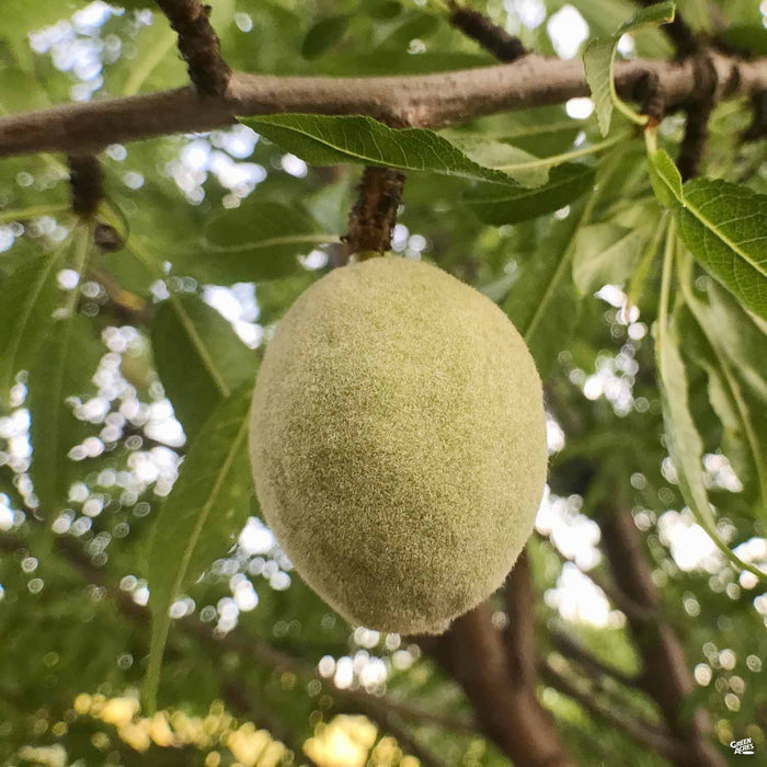 Almond All-in-One