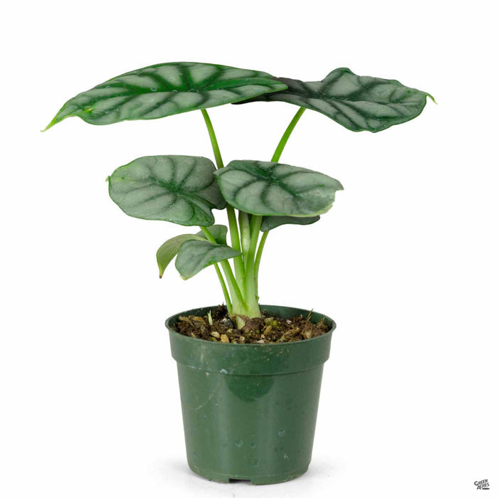 Alocasia Silver Dragon 4 inch