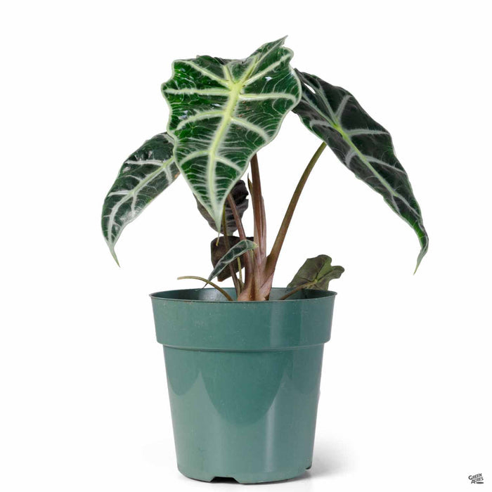 Dwarf Amazonica Alocasia 4 inch