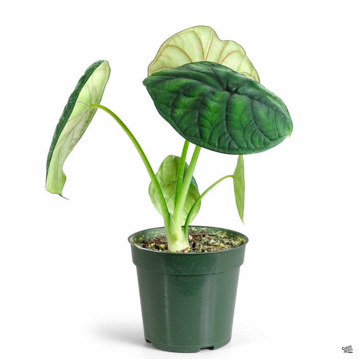 Alocasia 'Dragon Scale' 4 inch