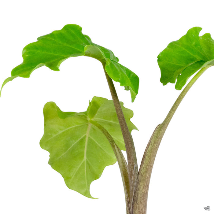 Alocasia Low Rider