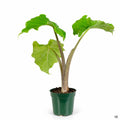 Alocasia Low Rider 4 inch