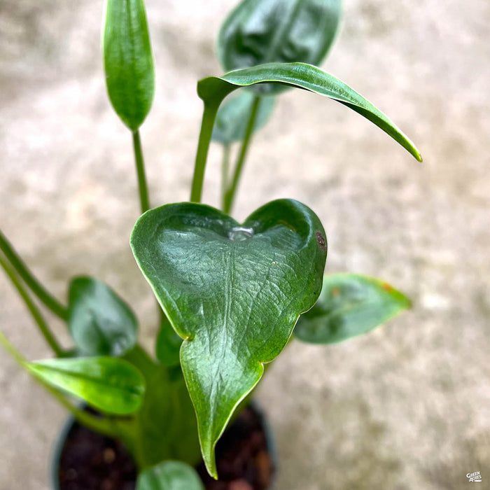 Alocasia Tiny Dancer