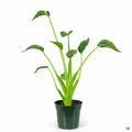 Alocasia 'Tiny Dancer' 4 inch
