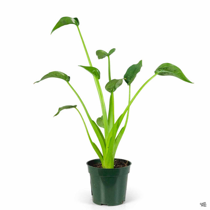 Alocasia 'Tiny Dancer' 4 inch
