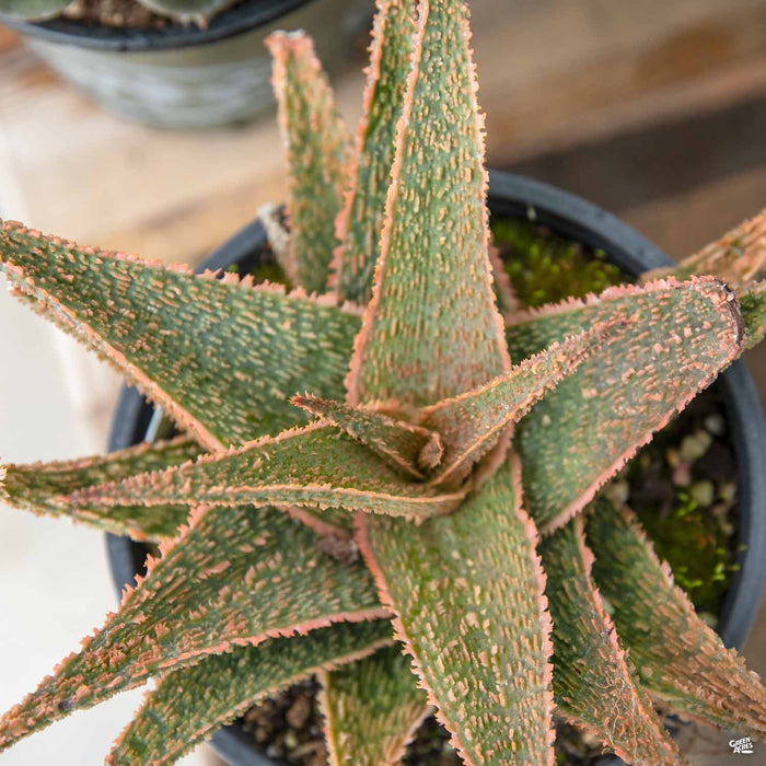 Aloe 'Green Sand'