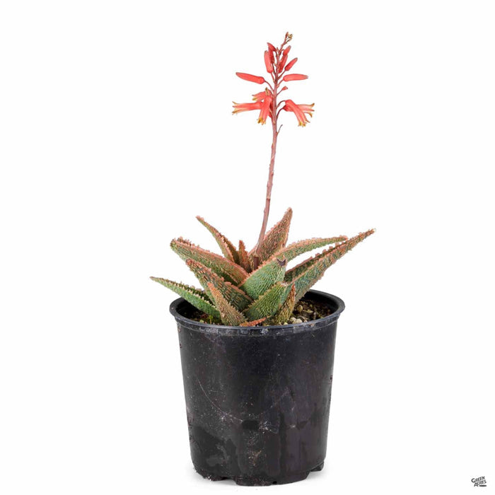 Aloe 'Green Sand' 4 inch