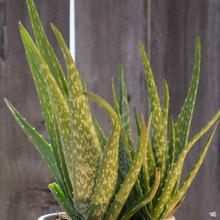 Aloe vera