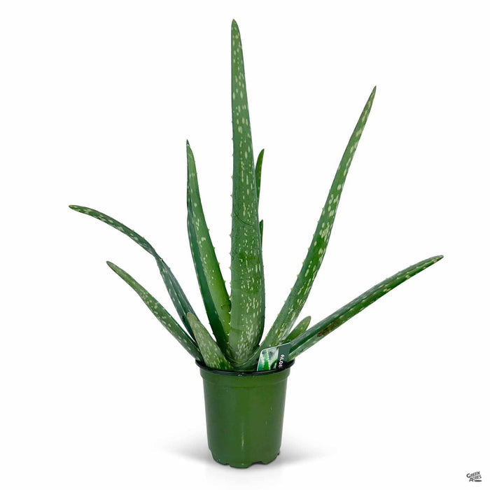 Aloe vera 4 inch
