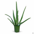 Aloe vera 4 inch