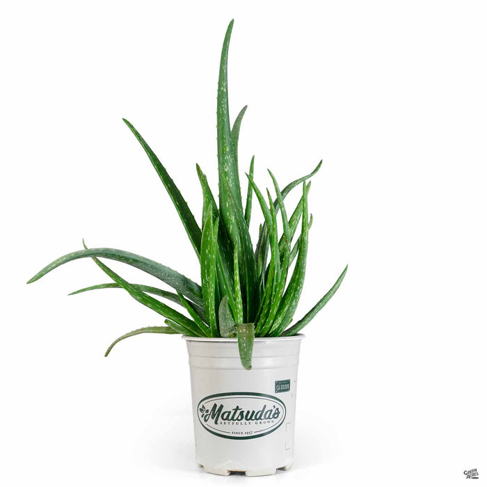 Aloe vera 1 gallon