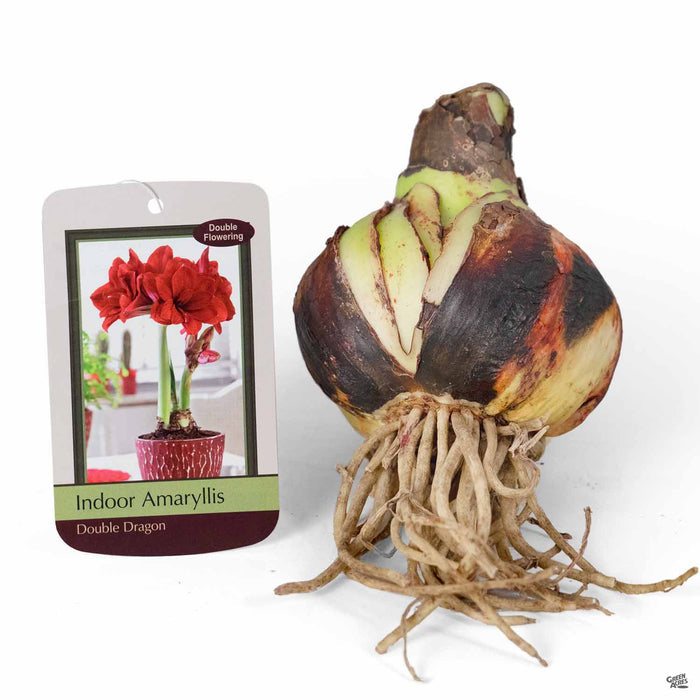 Amaryllis 'Double Dragon' Bulb