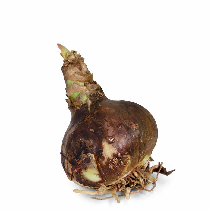 Amaryllis Bulb