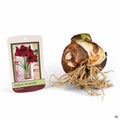 Amaryllis Red Pearl Bulb