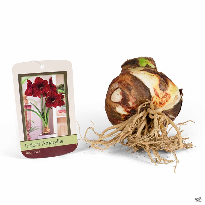 Amaryllis Red Pearl Bulb