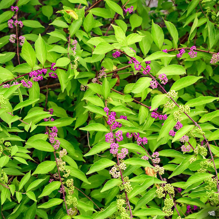 Beautyberry
