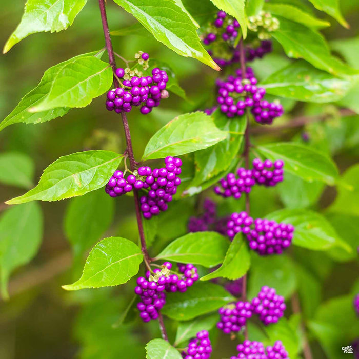 Beautyberry