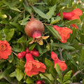 Angel Red Pomegranate
