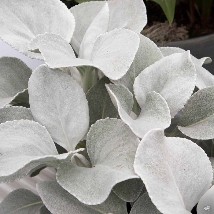 Senecio Angel Wings