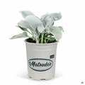 Senecio Angel Wings 1 gallon
