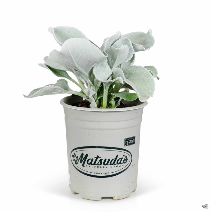 Senecio Angel Wings 1 gallon