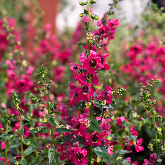 Angelonia Cherry Red