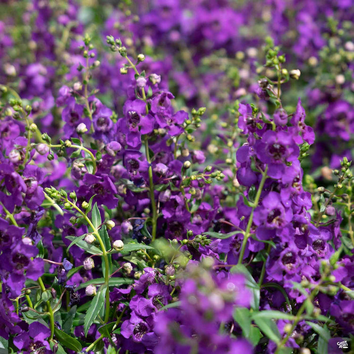 Angelonia Dark Purple